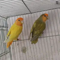 جفت طوطی برزیلی اوپال