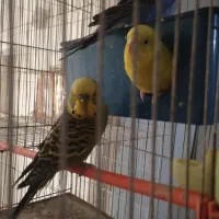 عروس هلندی مرغ عشق کوتوله قفس لانه و لوازم پرنده|پرنده|مشهد, شهرک شهید باهنر|دیوار