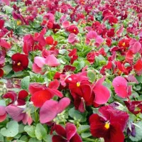 گل بنفشه|گل و گیاه طبیعی|ری, بازار گل خاوران|دیوار