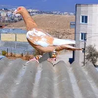 انگشتر کبوتری زردکارل بسیارقلدور