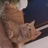 واگذاری گربه رایگان