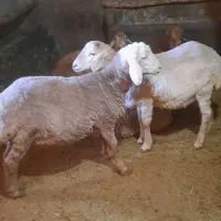 گوسفند|حیوانات مزرعه|ارشق, |دیوار