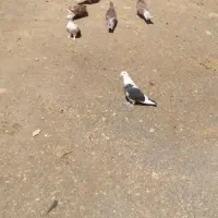 کبوتر کفتر