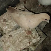 ماده زرد|پرنده|چترود, |دیوار