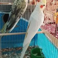 عروس هندی مولد