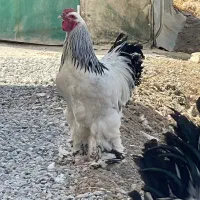 جوجه برهما و ایام سمانی