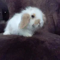 خرگوش  مینی لوپ ترکیش