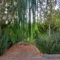 ۶۷۷مترزمین سنداقدسیه دهکده ورزشی سنقراباد افشاریه|فروش زمین و ملک کلنگی|کرج, کمال‌شهر|دیوار