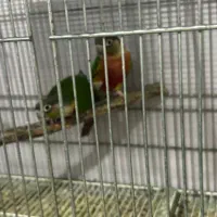 گرینچیک ردفکتور