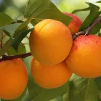 نهال زرد آلو 6ساله|گل و گیاه طبیعی|اسالم, |دیوار