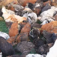 مرغ دم تخم گلپایگان