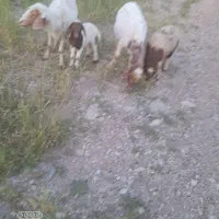 میش وبره ومیش خشک  داشتی