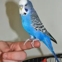 مرغ عشق انگلیسی