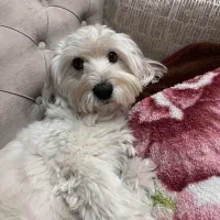 سگ گمشده یا دزدیده شده|حیوانات|قزوین, |دیوار