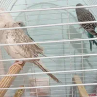 عروس هلندی و مرغ عشق