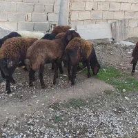 بره پای پروار