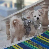 واگذاری سگ ۸ ماهه نژاد میکس تریر|سگ|اصفهان, کوی شهید کشوری|دیوار