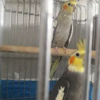 طوطی عروس نروماده|پرنده|الوند, |دیوار