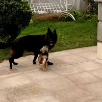 سگ ژرمن بلک