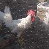 خروس سفید و خوش اندام|حیوانات مزرعه|الوند, |دیوار