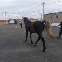 اسب|اسب و تجهیزات اسب‌سواری|سنندج, |دیوار