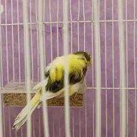 قناری نر|پرنده|تربت‌حیدریه, قائم|دیوار