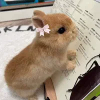 پانسیونه‌‌ جوندگان لوپ ومینیاتوری واکسینه بهداشتی