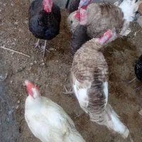 شش عدد بوقلمون هفت ماهه نر و ماده و چهار عدد اردک|حیوانات مزرعه|مسجد سلیمان, |دیوار