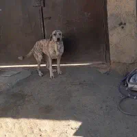 سگ ماده اصل افغان