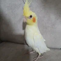 عروس هلندی 30 روزه