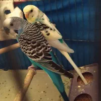 یک جفت مرغ عشق مولد با جوجه