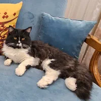 گربه بالغ|گربه|تهران, شهرک صدرا|دیوار