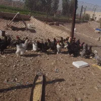 خروس سیاه خالص|حیوانات مزرعه|قم, بنیاد|دیوار