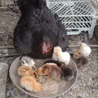 مرغ کرچ با جوجه
