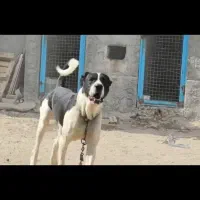 با سلام یه سک سرابی ۱۳ ماه نر قیمت ۱۵|سگ|زنجان, |دیوار