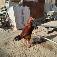 خروس لاری و جوجه لاری