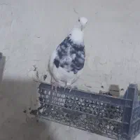 طوقی کرمانشاهی|پرنده|چرام, |دیوار