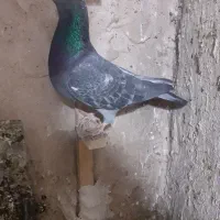 کفتر|پرنده|چناران, |دیوار