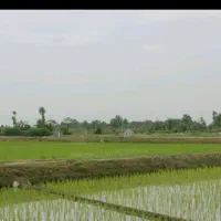 فروش شالیزار سنتی هکتاری، با قیمت متری ۲۵۰ تومان.|فروش زمین و ملک کلنگی|لاهیجان, کوه بیجار|دیوار