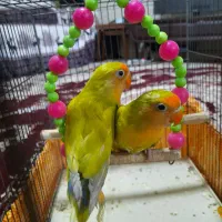 کوتوله برزیلی|پرنده|آباده, |دیوار