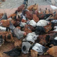 جوجه گلپایگانی