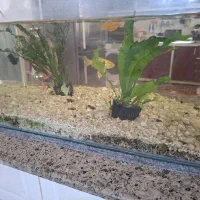 ماهی آکواریوم رنگی تزئینی|ماهی|مشهد, سیلو|دیوار