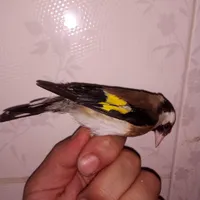 سهره ماده گلبسر نر سینه سرخ نر|پرنده|رباط‌کریم, |دیوار