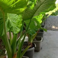 فروش گل باباآدم سبز خارجی