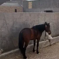 فروش اسب