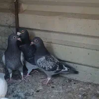 پولکی مگسی درست