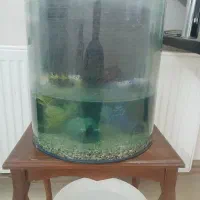 اکواریوم با سه عدد ماهی و غذای ماهی|ماهی|گلبهار, شهر جدید گلبهار|دیوار