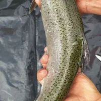 فروش ماهی قزل آلا نژاداسپانیا