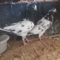 کفتر پرشی و پاکستانی اصل|پرنده|قم, شاه سید علی|دیوار