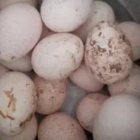 تخم بوقلمون نیاز دارم اشتری